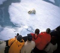 Watching the Polar Bears Play