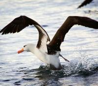 Black-Browed Albatross