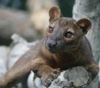 An inquisitive Fossa