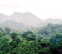 Grand Etang Rainforest