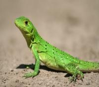 Lizard
