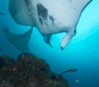Manta
