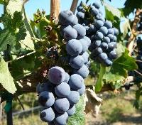 Vineyard Grapes in Yakima Valley