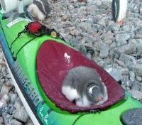 Antarctic Hitchhiker
