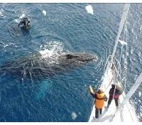 Humpback Whale
