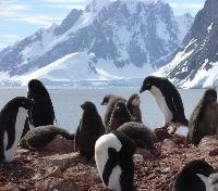 Gentoo Penguins