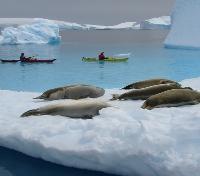 Leopard Seals