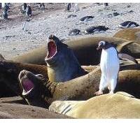 Seal Colony