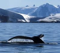 Whalewatching