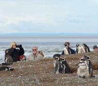 Penguin Colony