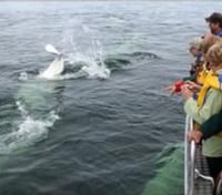 Beluga Whales Tour