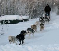 Optional: Dogsledding