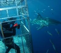 Approaching Great White