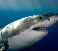 Great White Shark