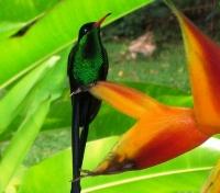 Nature Walk; Doctor Bird