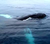Breaching Whale