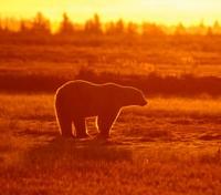 Bear Photography