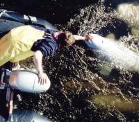 Beluga Encounter