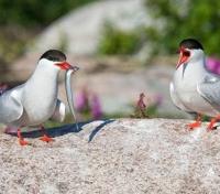 Local Bird Species