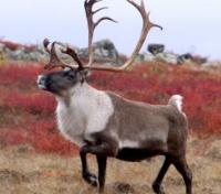 Canadian Central Barren Ground Caribou