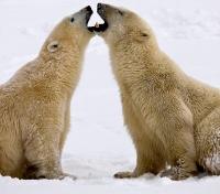 Polar Bears Playing