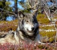Wolf Laying in the Tundra