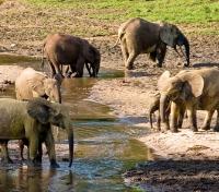 Forest Elephants
