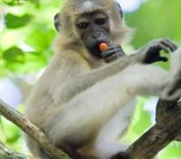 Mangabey