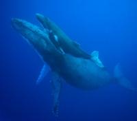 Mother and Calf