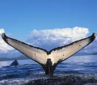 Humpback Tail