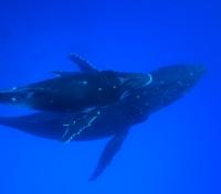 Humpback Whales