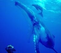 Calf Playing near Mother