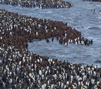 King Penguin Colony