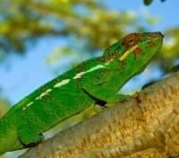 Chameleon on Nosy Be