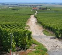 Champagne Vineyard