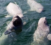 Beluga Pod