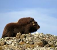 Musk Ox