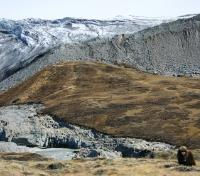 Musk Oxen and Glacier