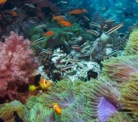 Lively Reef