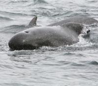 Pilot Whales