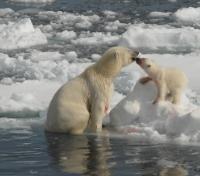 Polar Bears on the Pack Ice