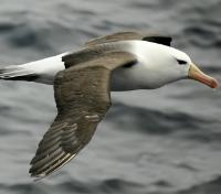 Albatross Accompaniment