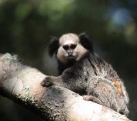 Tamarin