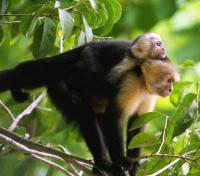 Manuel Antonio N.P.