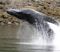 Breaching Whale