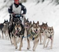 Sled Dog Race