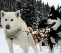 Sled Dogs