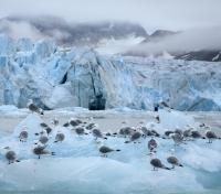 Kittiwakes on the Glacier Front