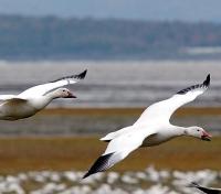 Lesser Snow Goose