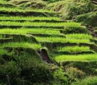Fertile Plateau - Fields of Rice Paddies
